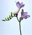 笋芽儿教学反思
